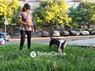 Dog Walking e Auxílio domiciliário de cães e gatos.