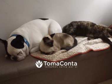 Pet Sitting ao domicílio