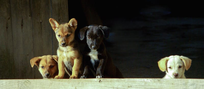 como denunciar maus-tratos a animais anonimamente