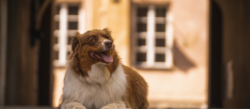 como proteger os animais do calor